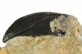 Allosaurus Tooth in Sandstone - Wyoming #113712-3
